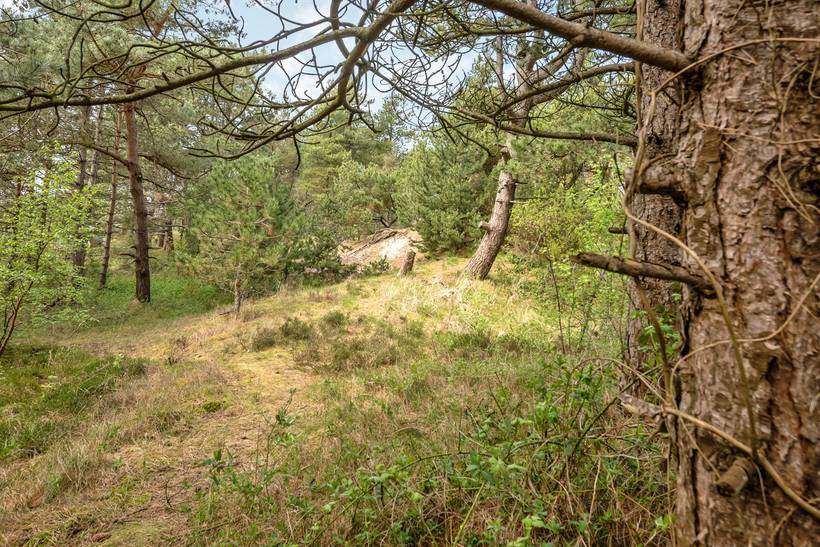 Foto von Ferienhaus WV74 in Havneby - Rømø