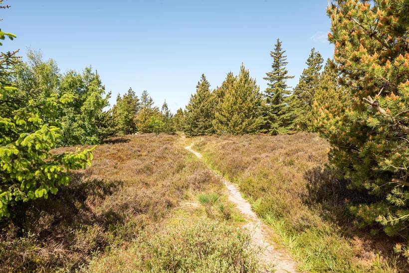 Foto von Ferienhaus WV97 in Kongsmark - Rømø