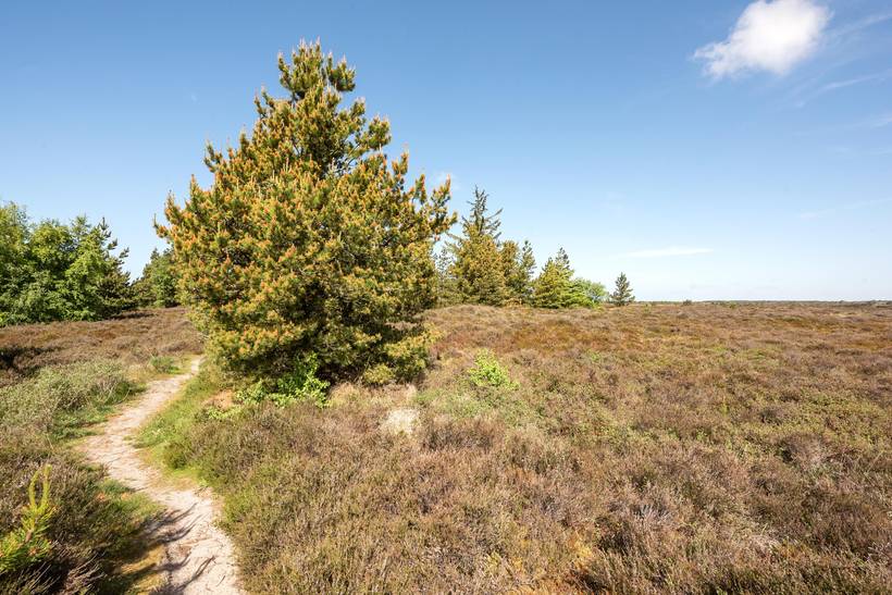 Foto von Ferienhaus WV97 in Kongsmark - Rømø