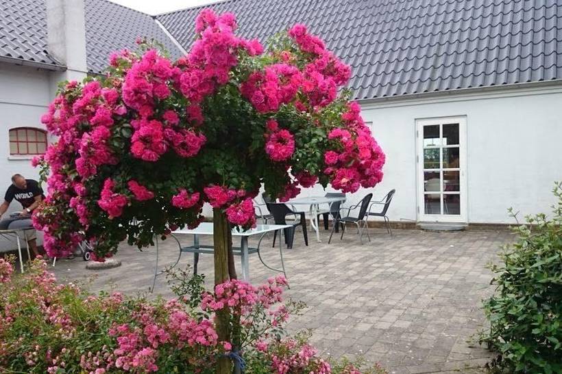Foto von Ferienhaus XB88 auf Syd - Samsø