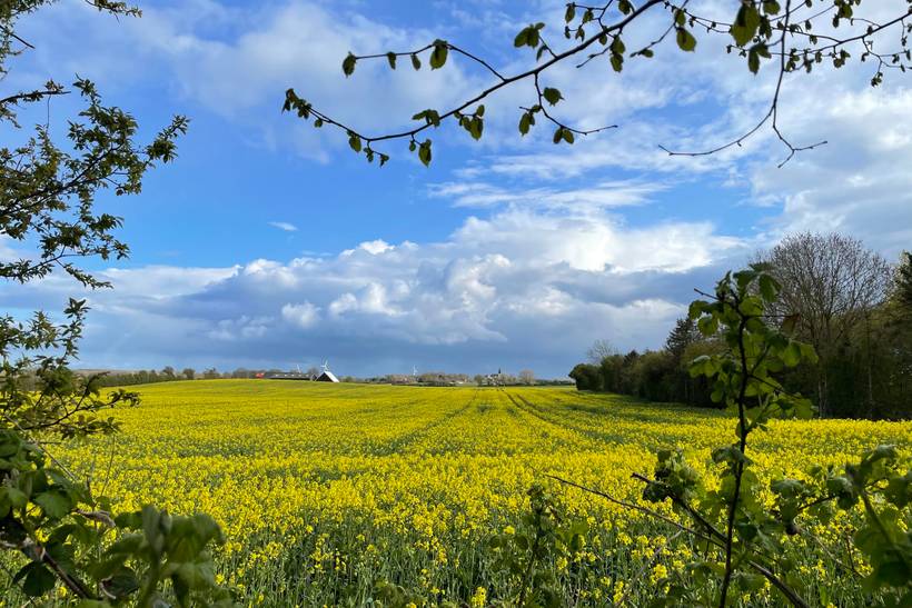 Foto von Ferienhaus XJ68 auf Humble - Langeland