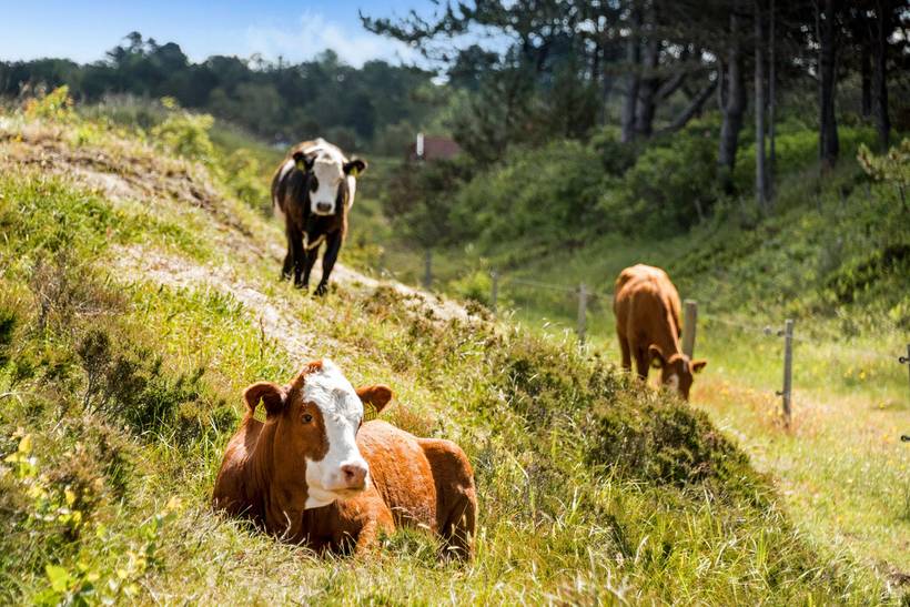 Foto von Ferienhaus XL85 in Sjællands Odde - Westseeland