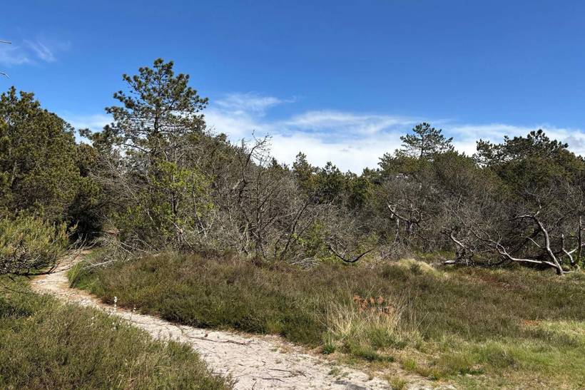 Foto von Ferienhaus XQ33 in Kongsmark - Rømø