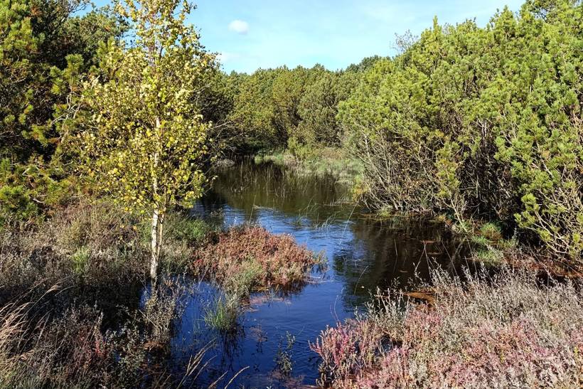 Foto von Ferienhaus XQ33 in Kongsmark - Rømø