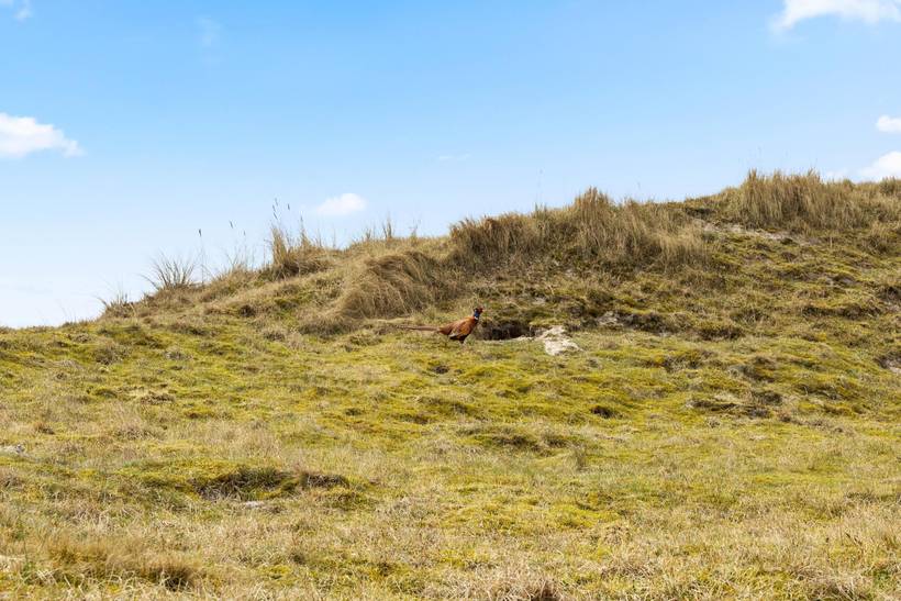 Foto von Ferienhaus YB98 in Rindby - Fanø