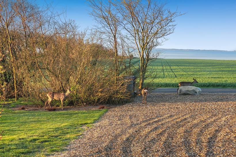 Foto von Ferienhaus YQ18 auf Redsted - Mors - Thy/Limfjord