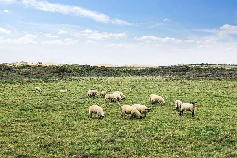 Foto von Ferienhaus ZH68 in Nr. Rubjerg - Løkken - Nordjütland