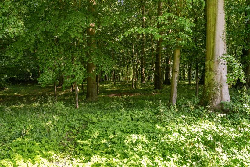 Foto von Ferienhaus ZJ51 in Lohals - Langeland