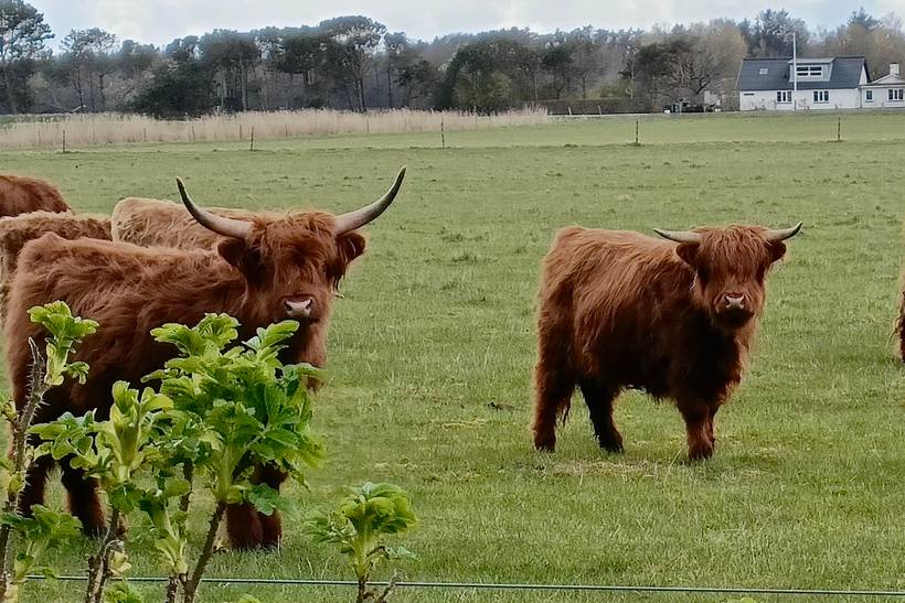 Foto von Ferienhaus ZJ94 in Hou - Nordjütland Ost