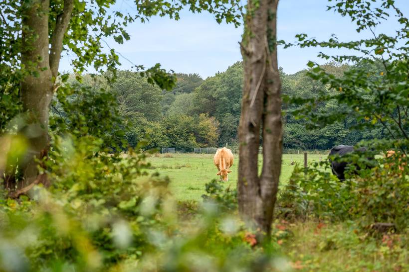 Foto von Ferienhaus ZR85 in Handrup - Ebeltoft - Ostjütland