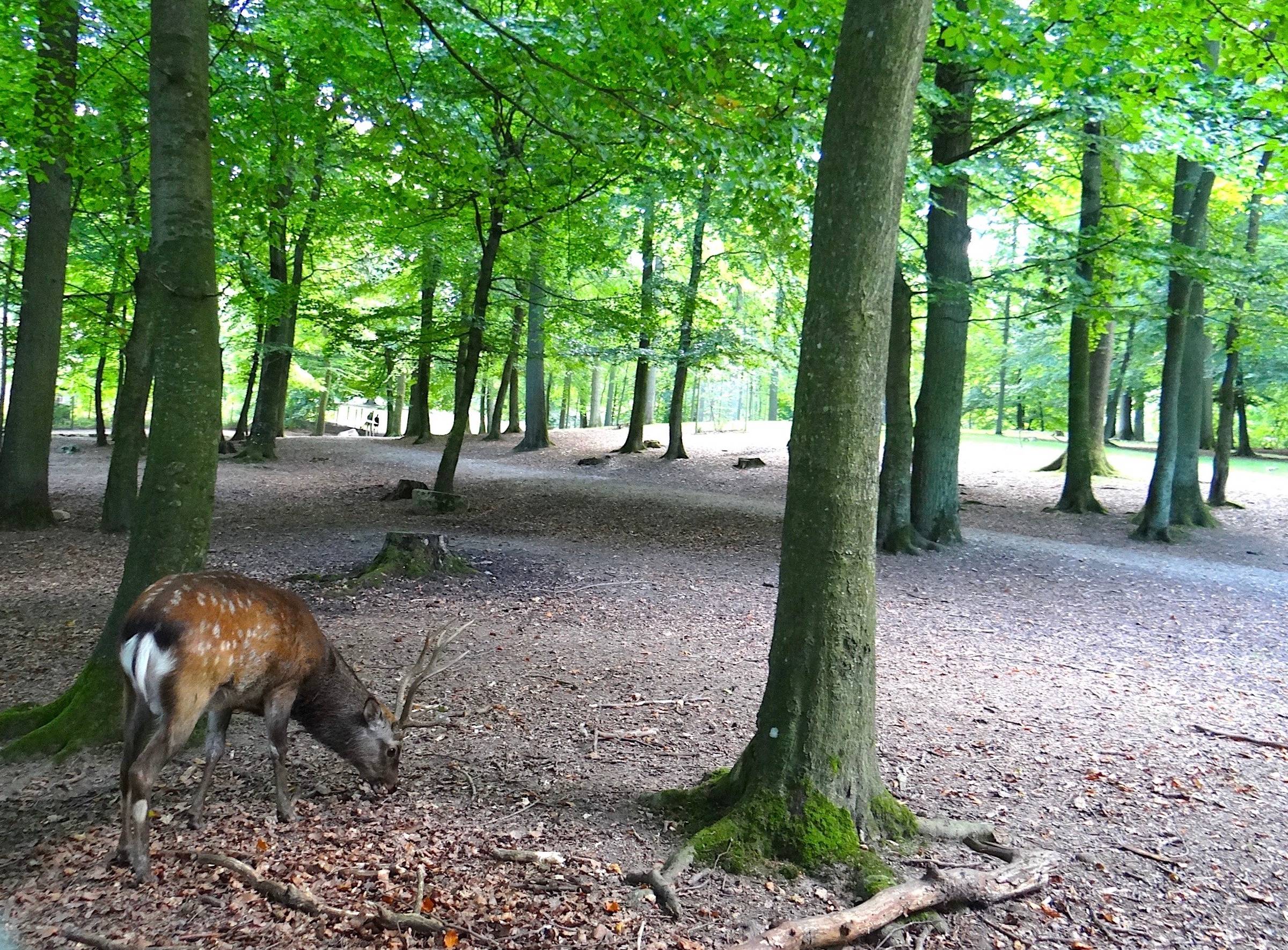 Rehbock unter Laubbäumen im Park