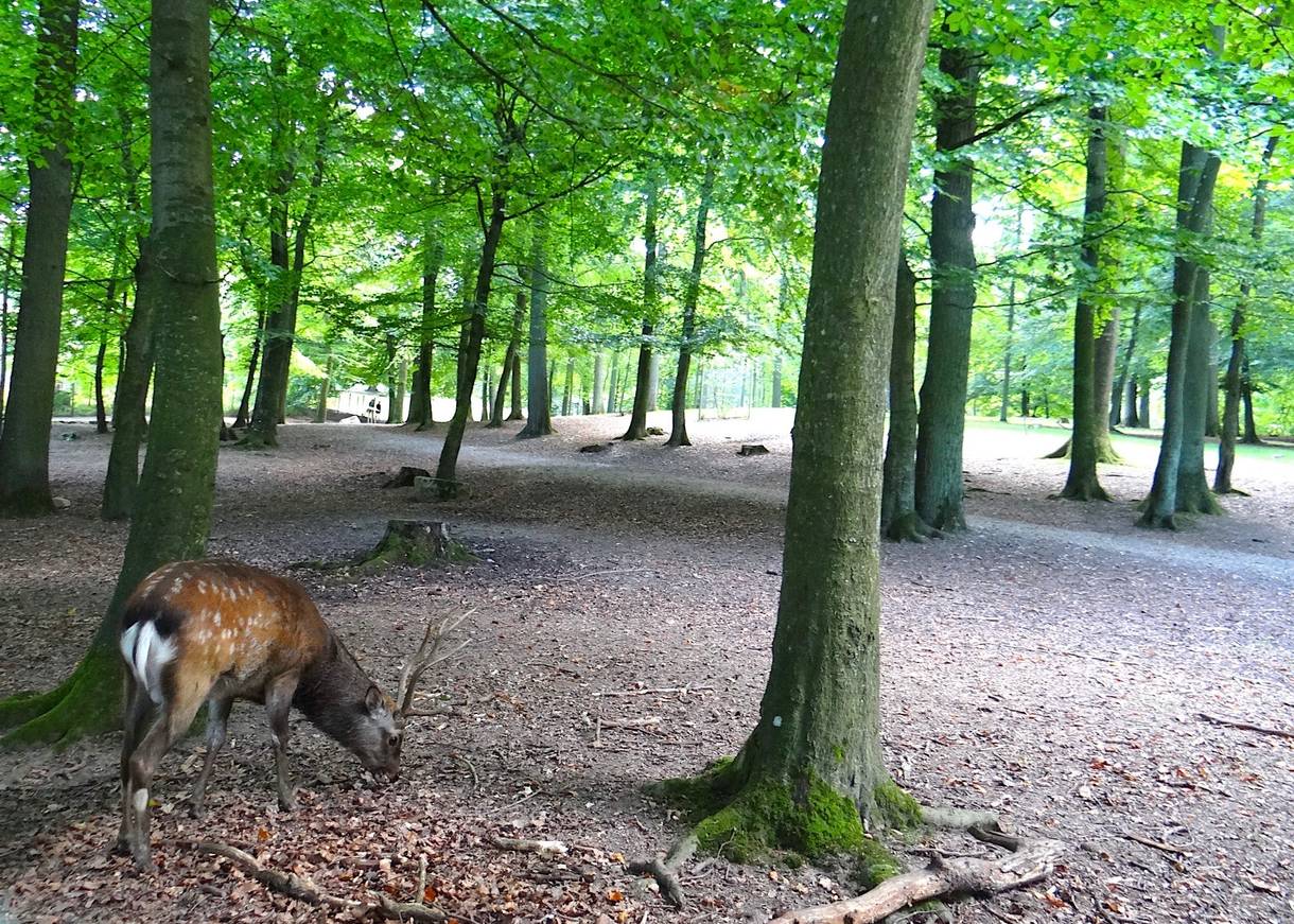 Rehbock unter Laubbäumen im Park