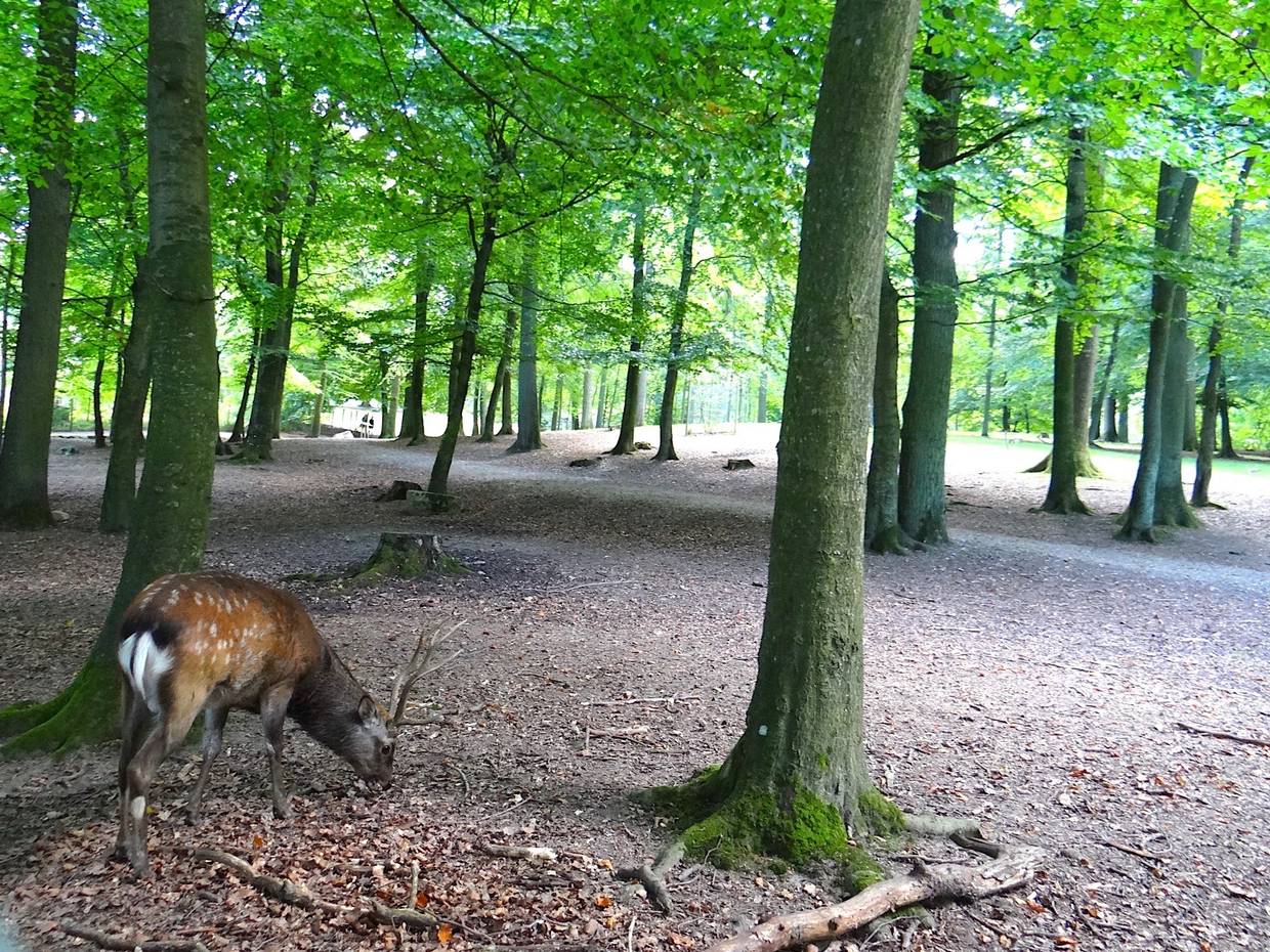 Rehbock unter Laubbäumen im Park