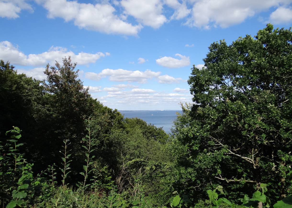 Blick zum Meer über dichte Laubbäume