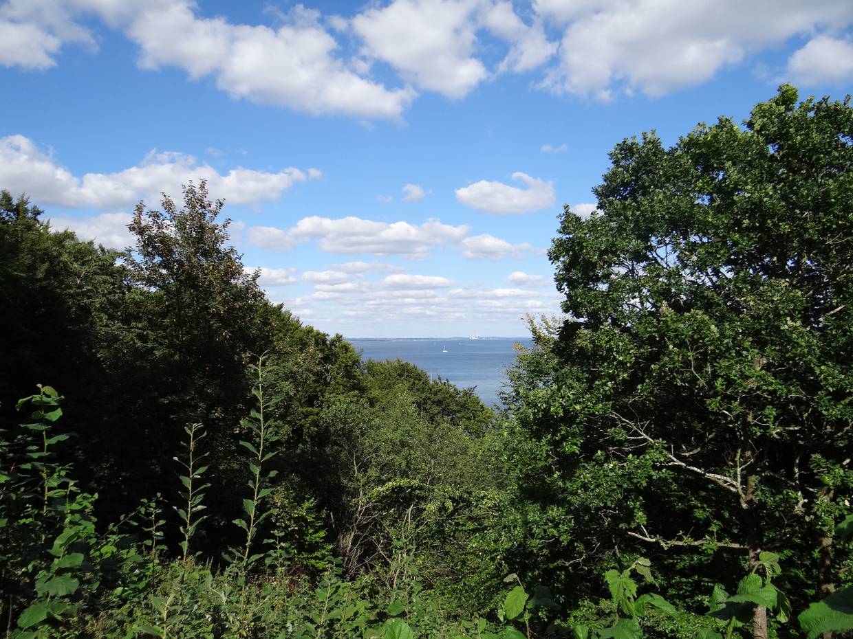 Blick zum Meer über dichte Laubbäume