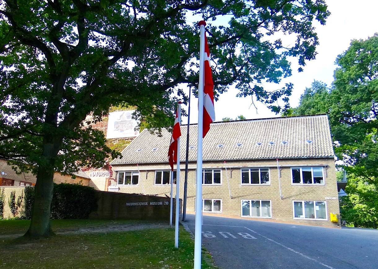 Zweistöckiges Gebäude, davor ein großer Laubaum und ein Fahnenmast