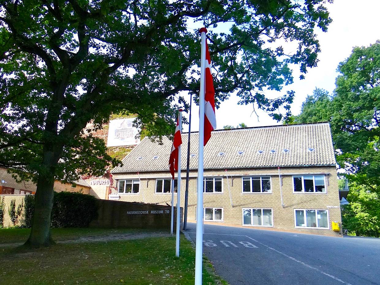 Zweistöckiges Gebäude, davor ein großer Laubaum und ein Fahnenmast