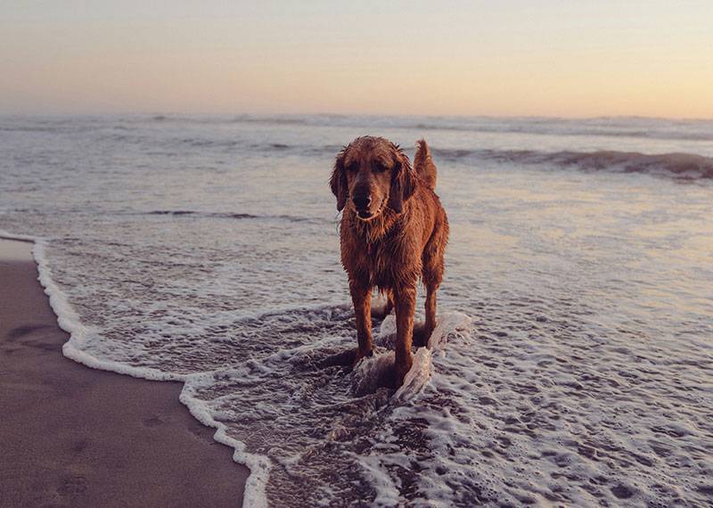 Hund am Strand