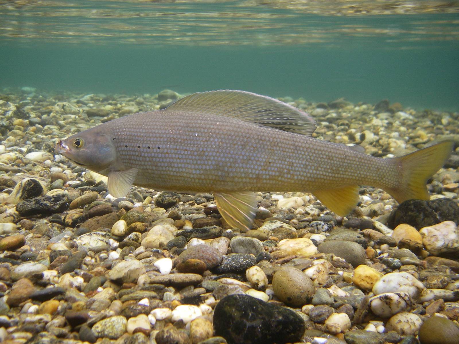 Aesche im klaren Wasser über Kiesboden