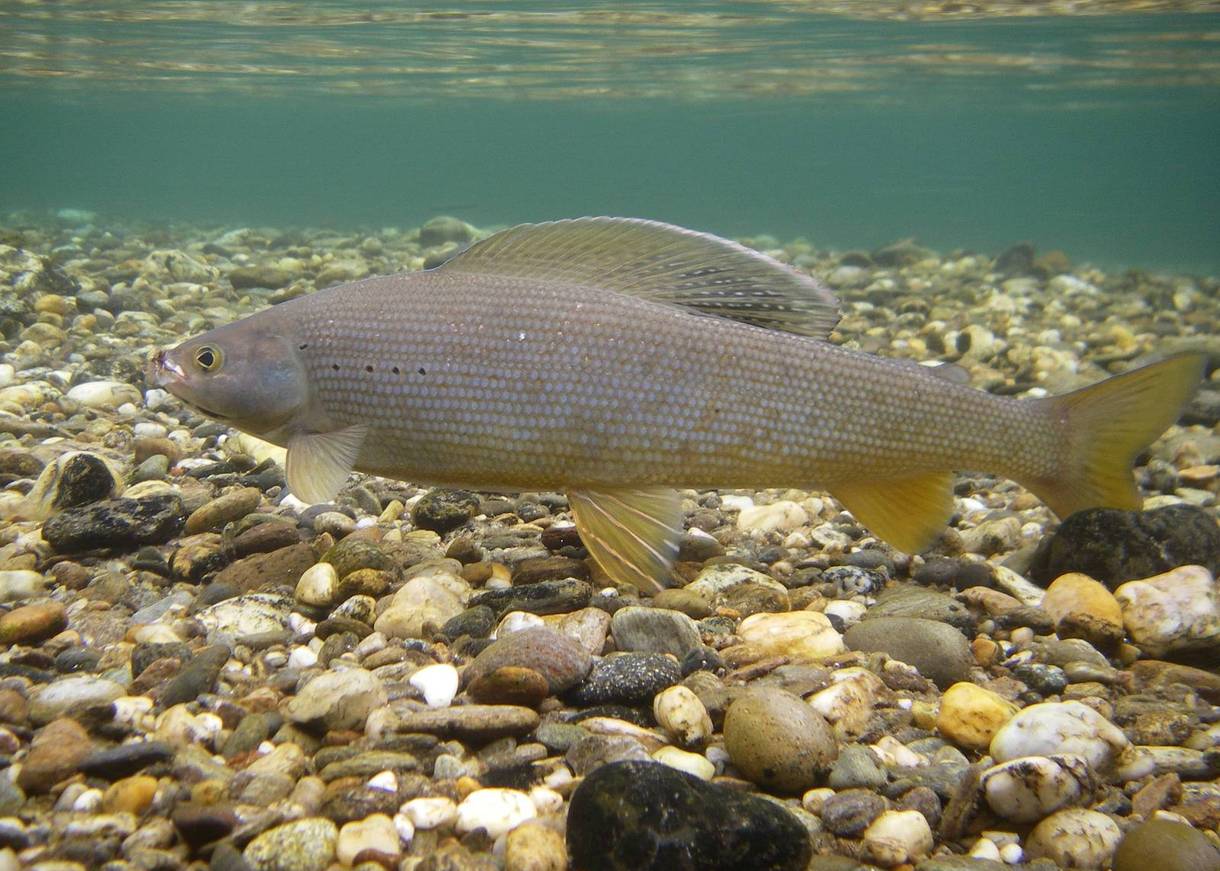 Aesche im klaren Wasser über Kiesboden