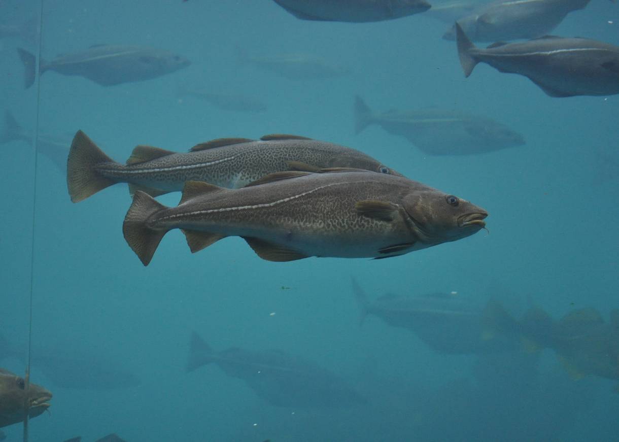 Zwei Dorsche im Aquarium