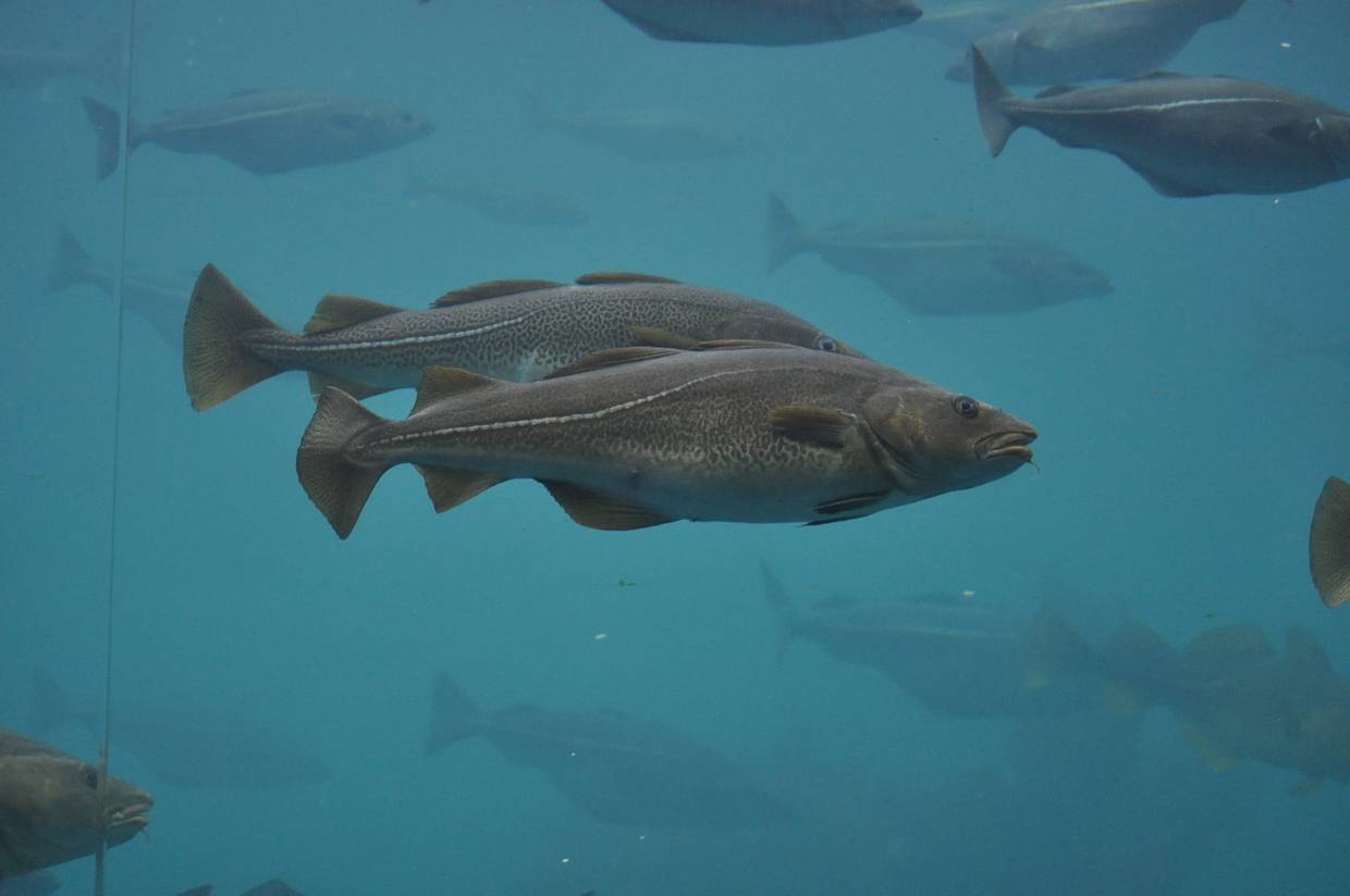 Zwei Dorsche im Aquarium