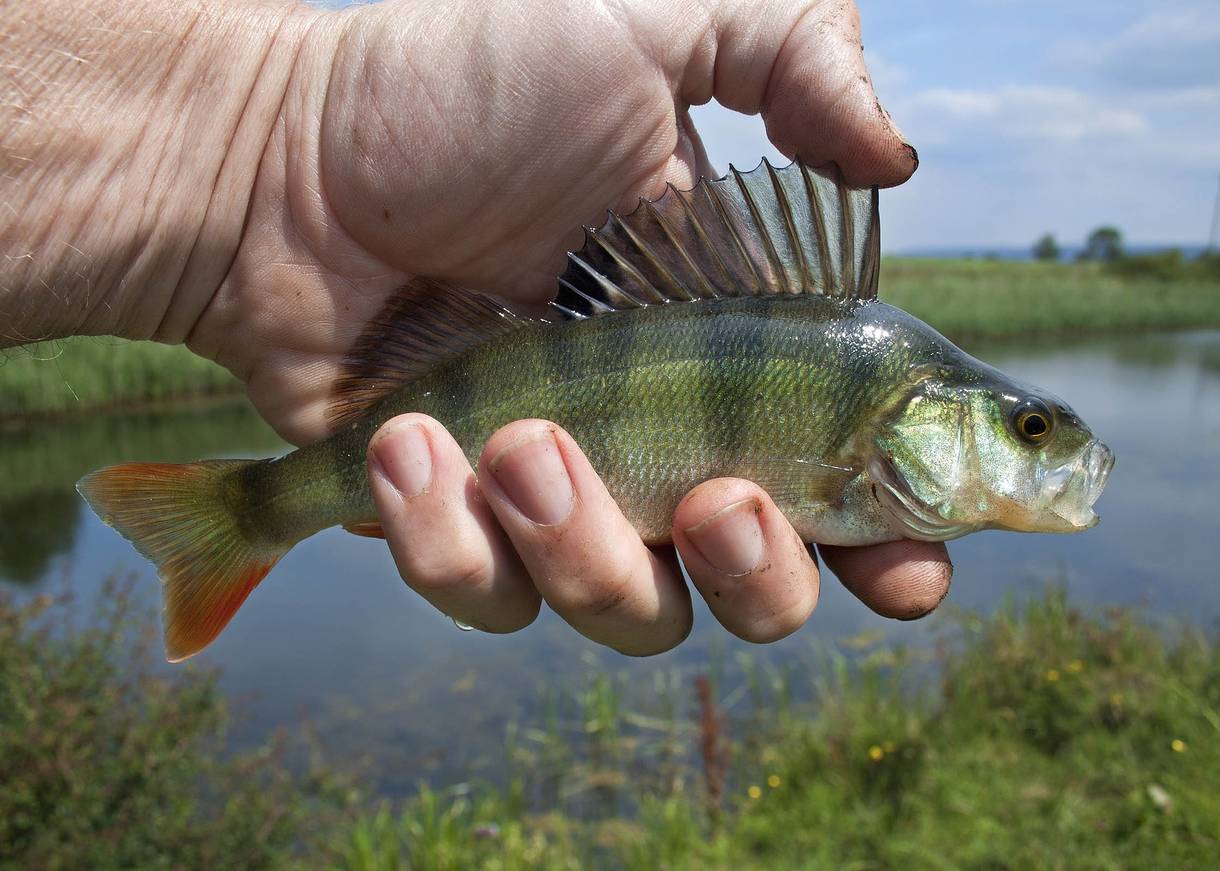 Flussbarsch mit aufgestellten Stacheln in einer Hand