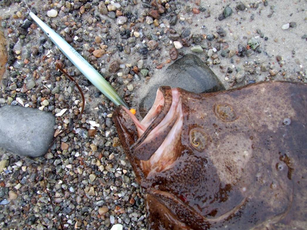 Angler am Strand mit einem Pattfisch an der Angel