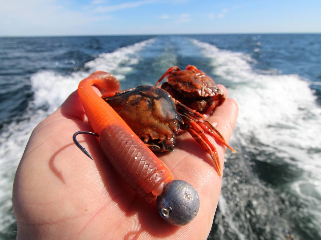 Zwei Krebse und ein gleichfarbger Köder in eienr Hand