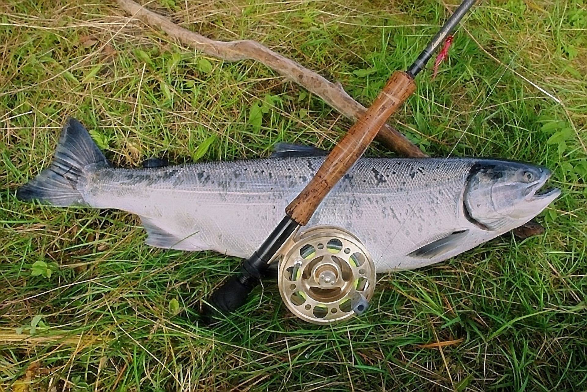 Lachs neben eienr Angel auf dem Rasen