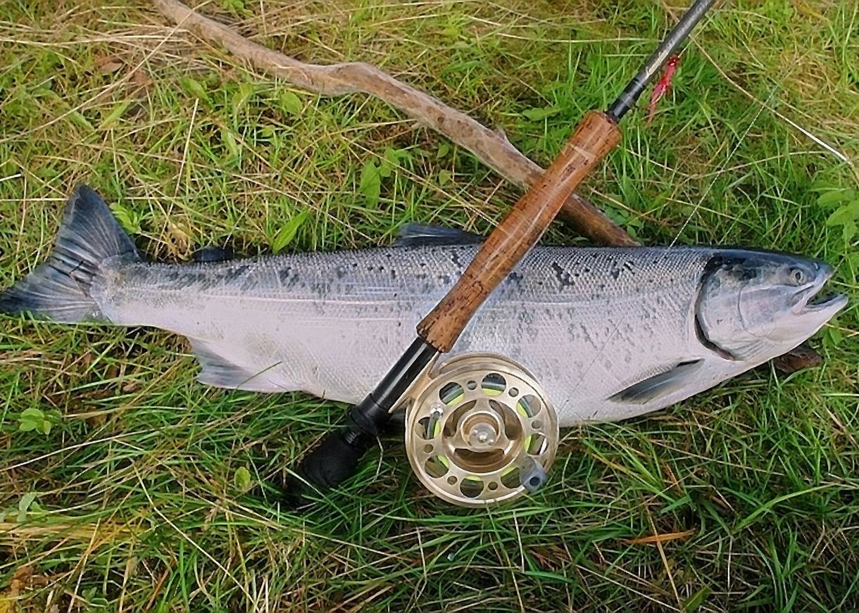 Lachs neben eienr Angel auf dem Rasen