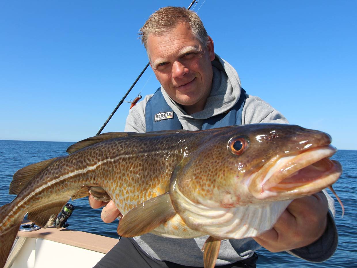Angler zeigt einen großen Dorsche