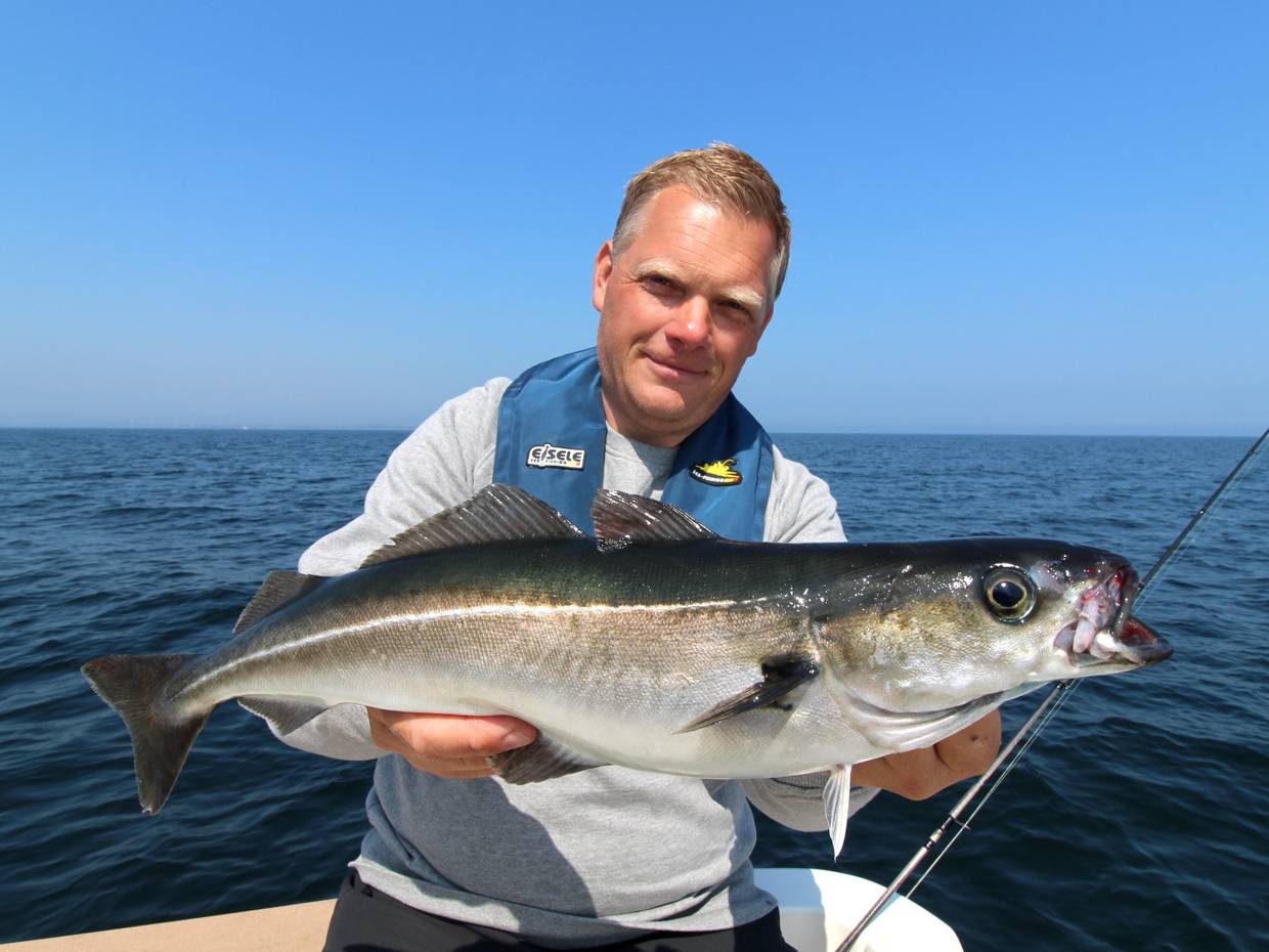 Angler mit einem frisch gefangenen Seelachs