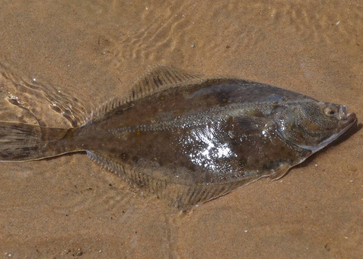 Ein Plattfisch im flachen Wasser
