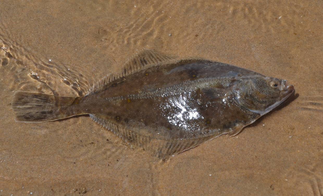Ein Plattfisch im flachen Wasser