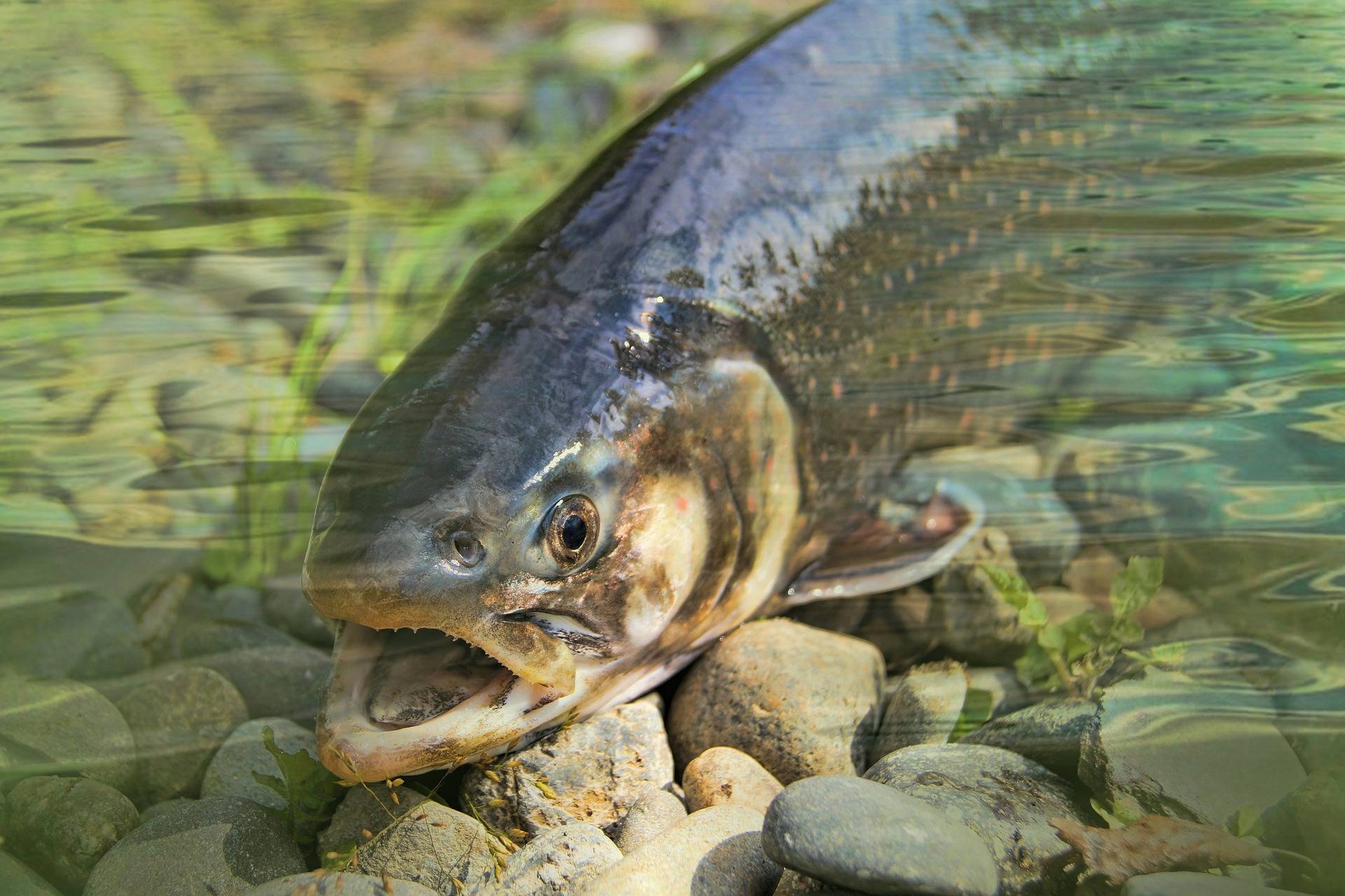 Stehende Seeforelle im klaren Wasser 