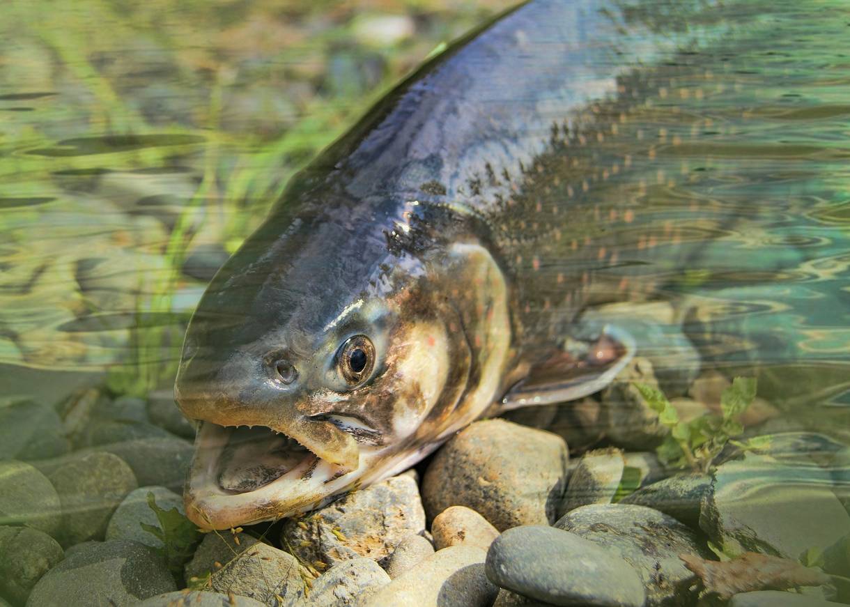 Stehende Seeforelle im klaren Wasser 