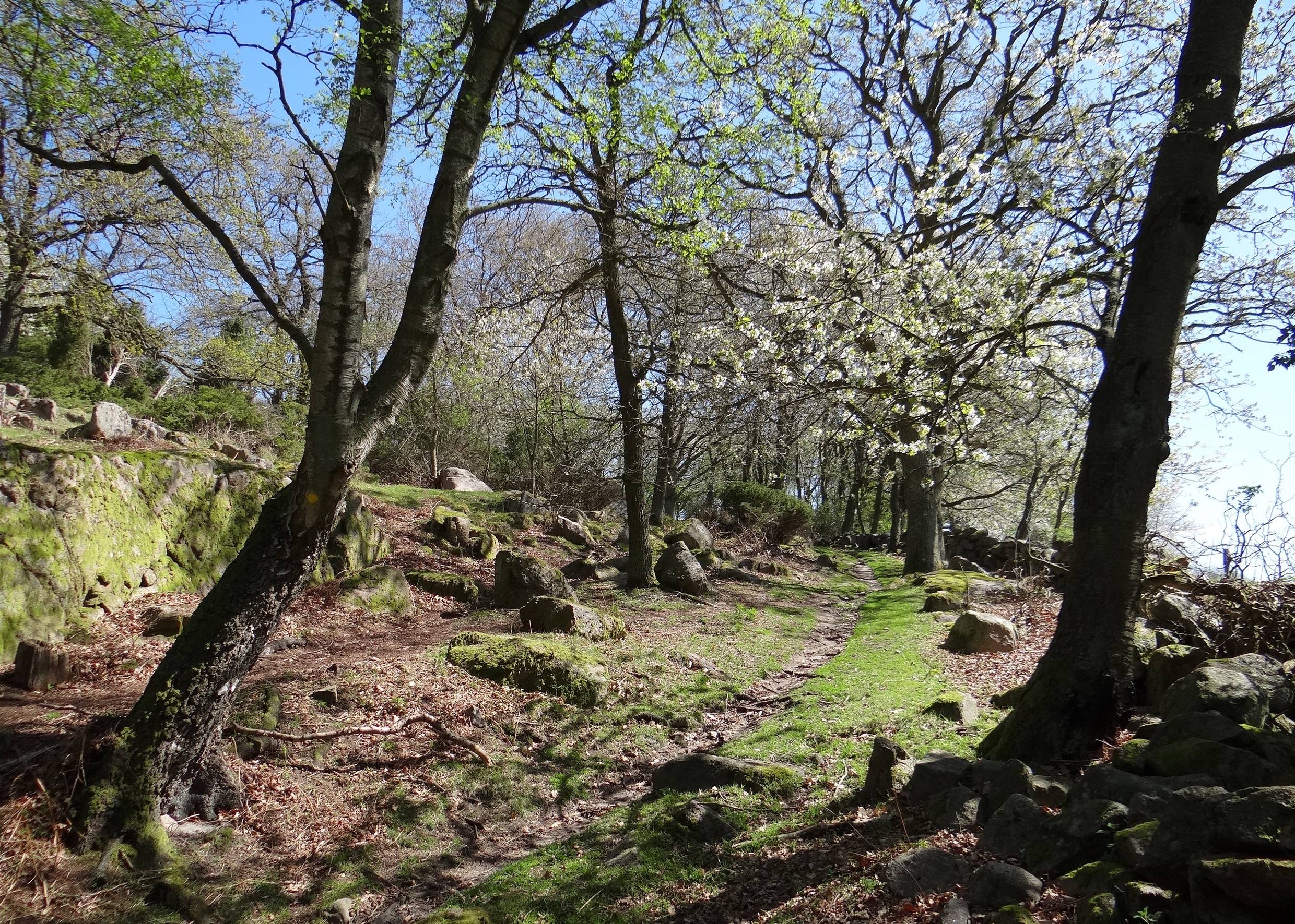 Wanderweg auf einem felstigen Hang mit blühenden Obstbäumen