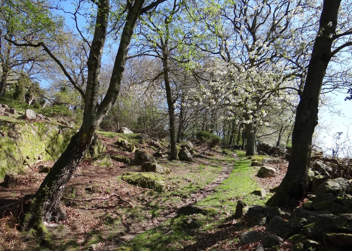 Wanderweg auf einem felstigen Hang mit blühenden Obstbäumen
