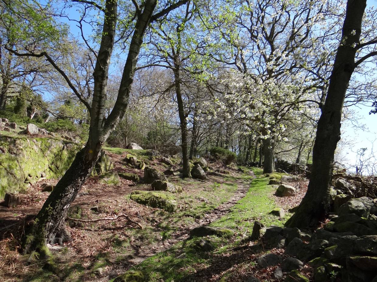 Wanderweg auf einem felstigen Hang mit blühenden Obstbäumen