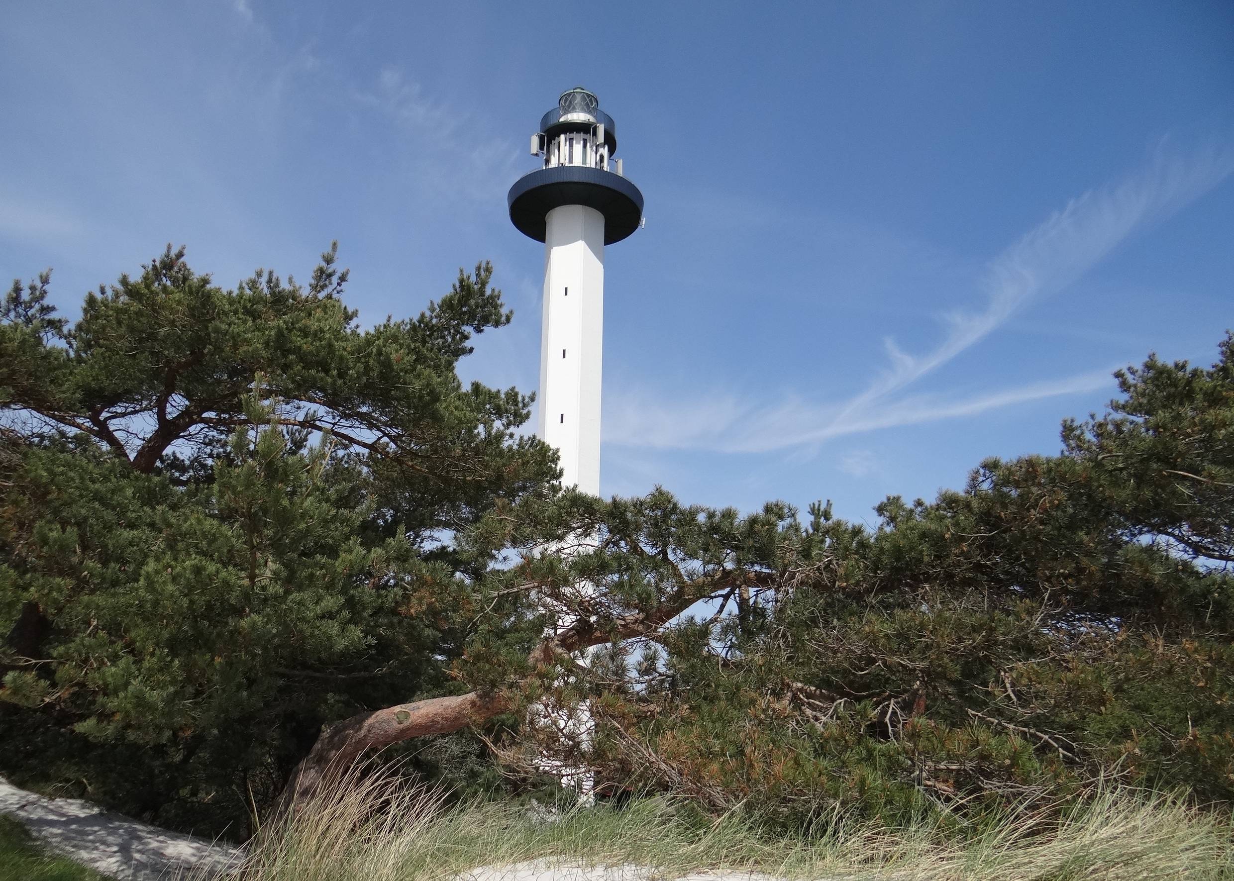 Schmaler weißer Leuchtturm zwischen Kiefern und Strandhafer