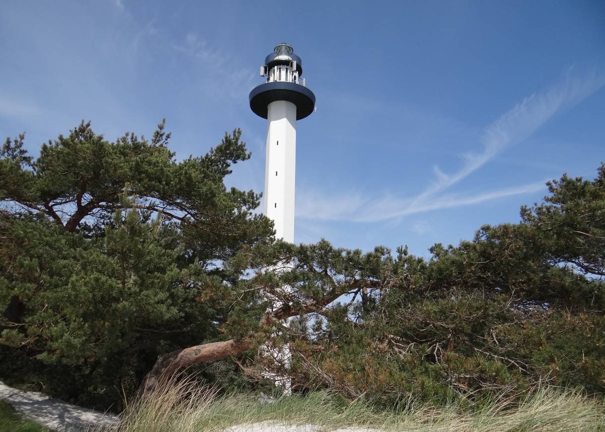 Schmaler weißer Leuchtturm zwischen Kiefern und Strandhafer