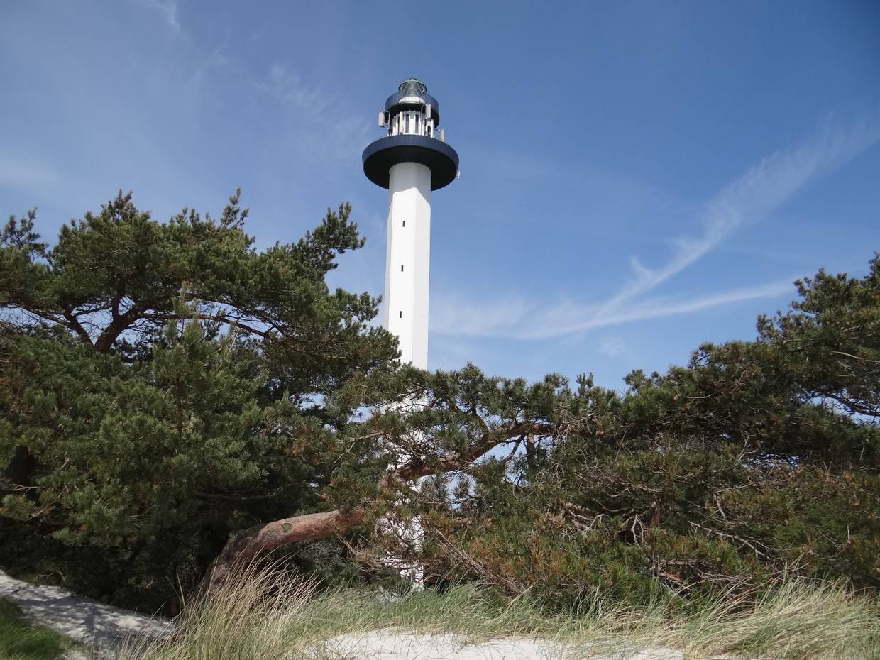 Schmaler weißer Leuchtturm zwischen Kiefern und Strandhafer