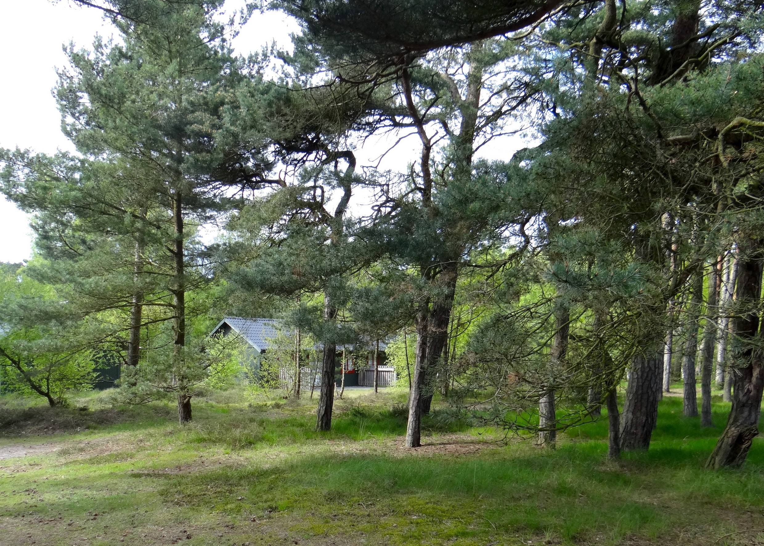 Ferienhaus in einem Nadelwald