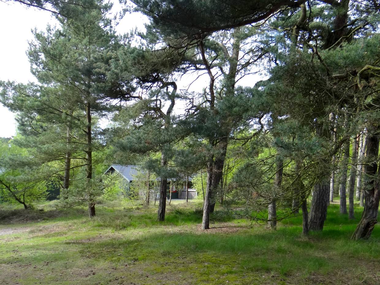 Ferienhaus in einem Nadelwald