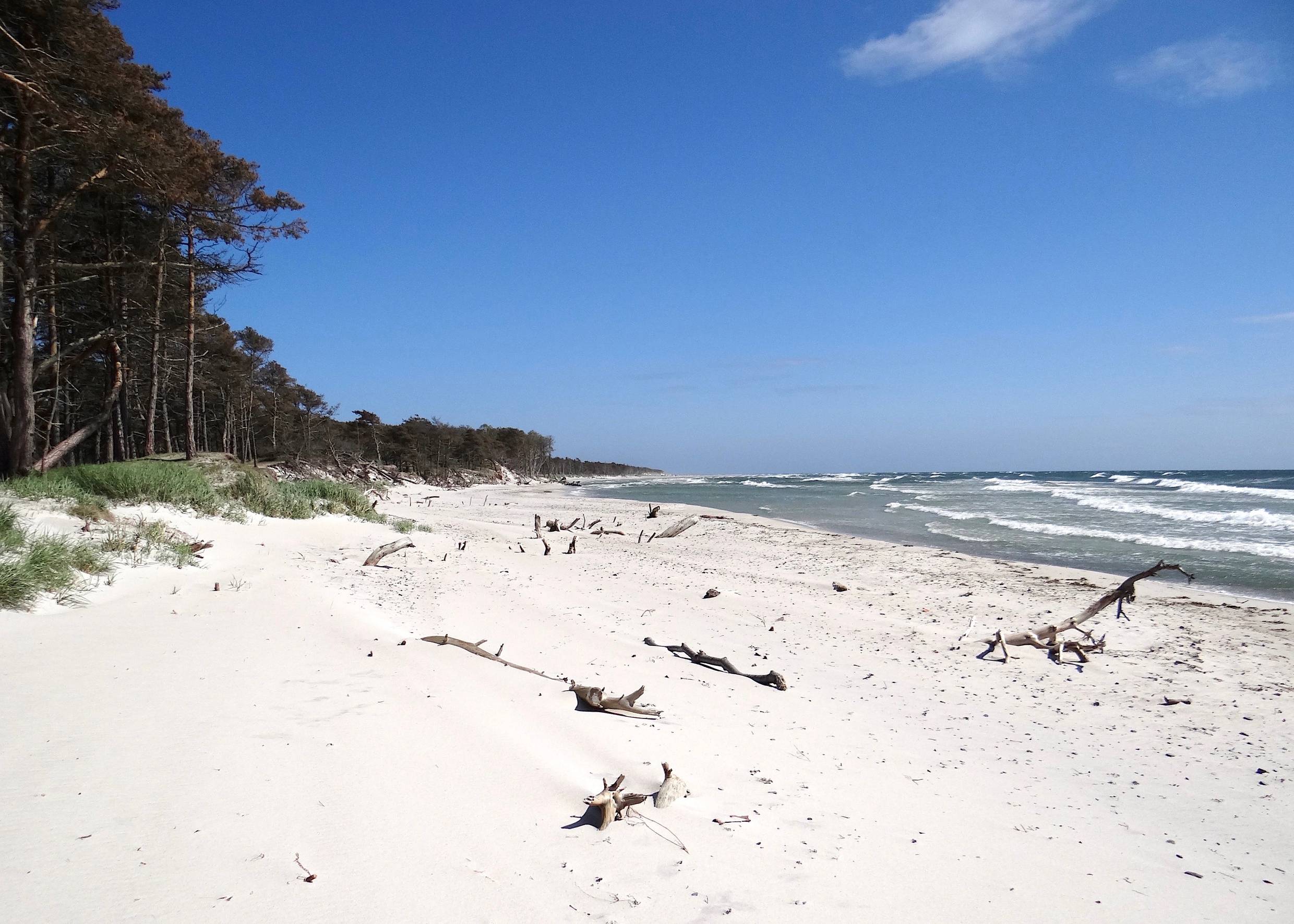 Weißer Sandstrand mit Treibholz, davor blaue Wellen