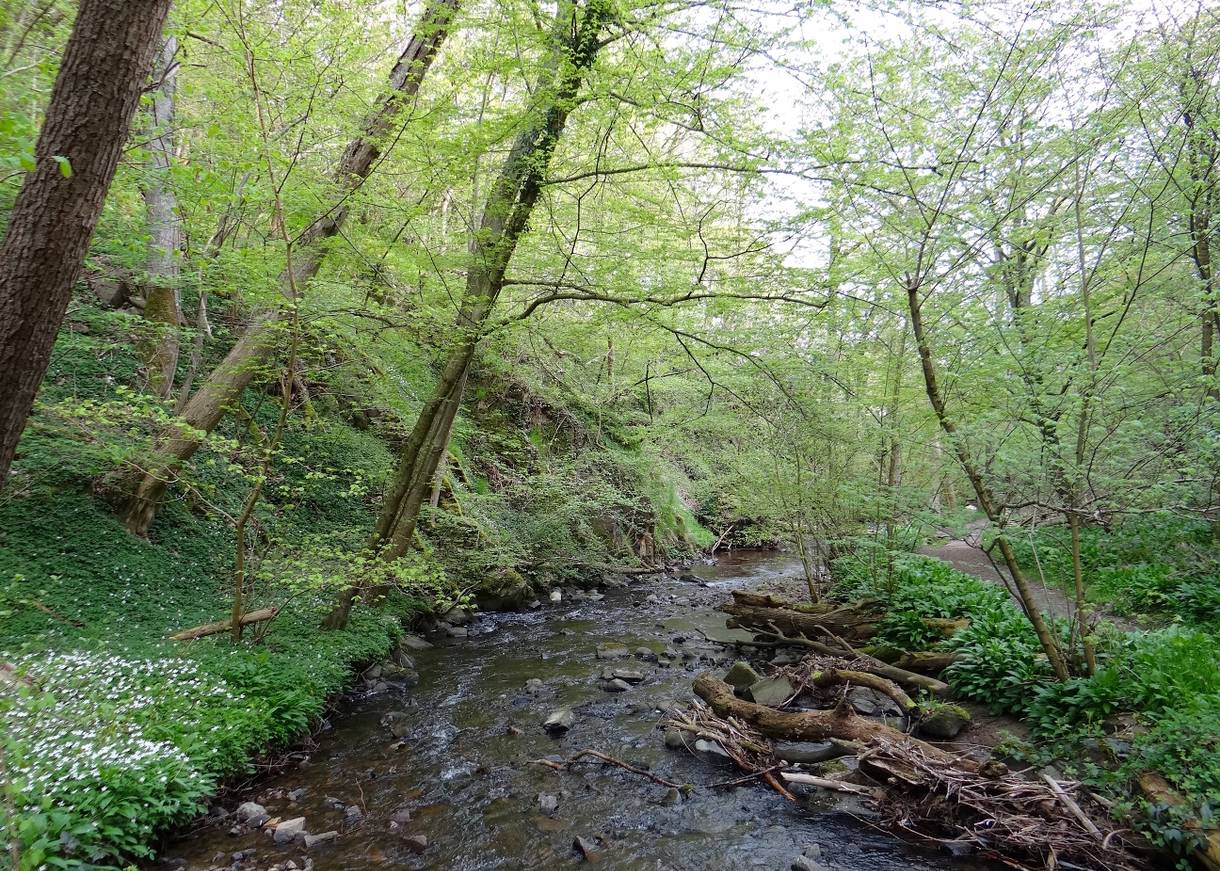 Ein Bach im Wald mit maigrünen Blättern