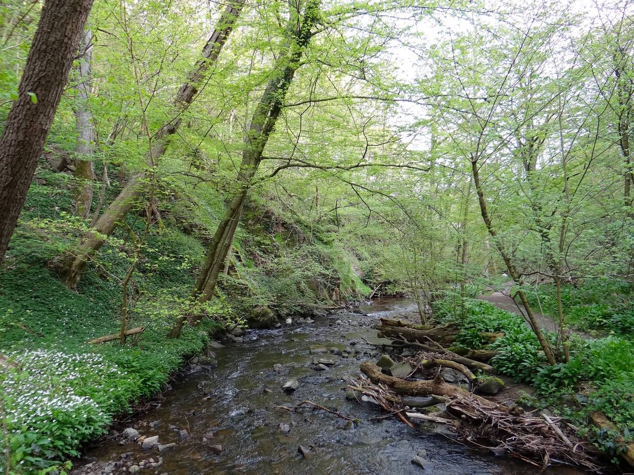 Ein Bach im Wald mit maigrünen Blättern