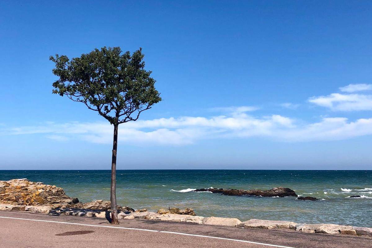 Ein einsamer kleiner Baum an der Straße vor einer felsigen Küste