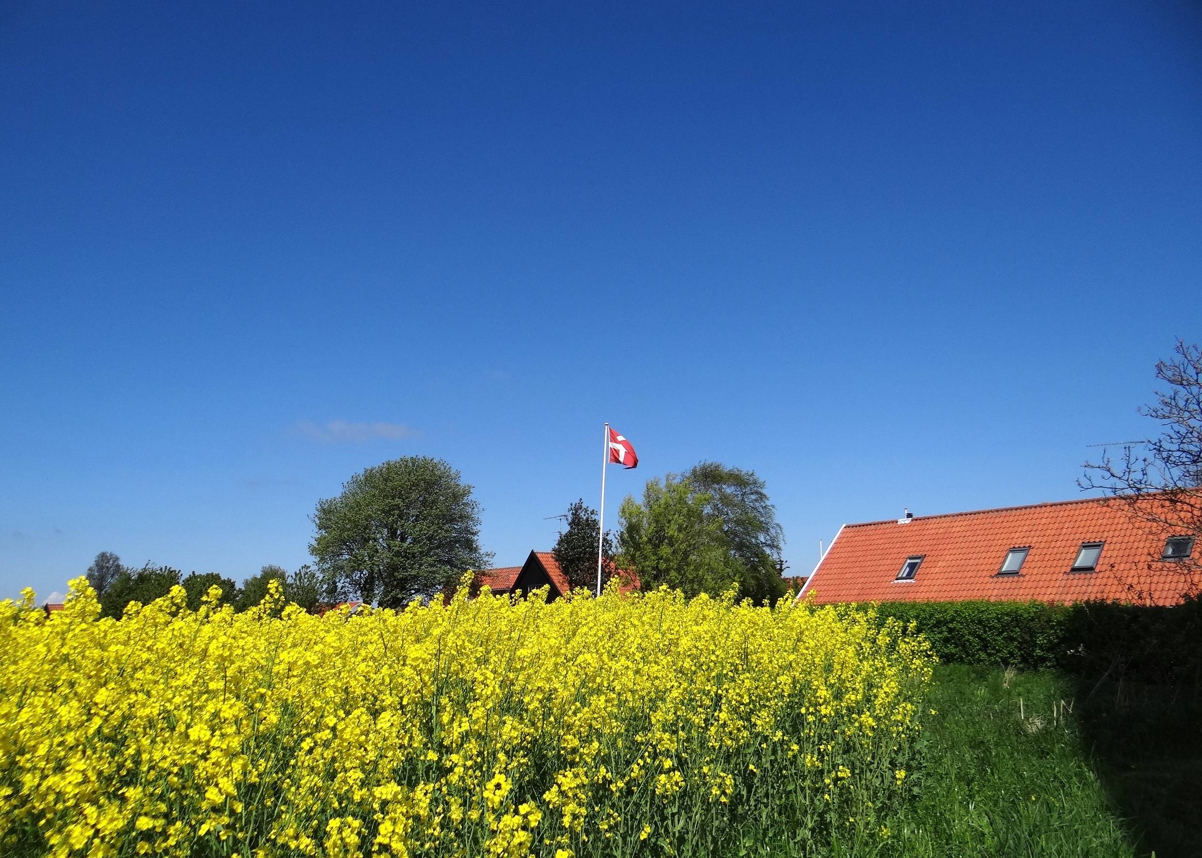 Blühendes Rapsfeld